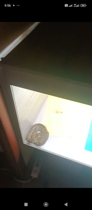 Продам молодого питона