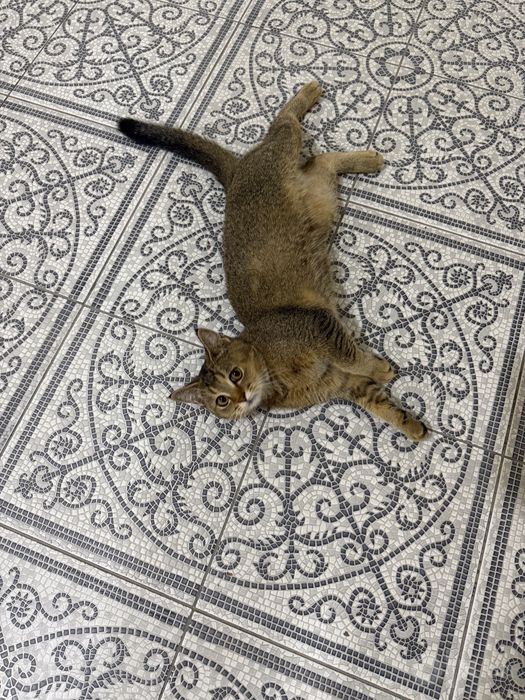 Скотиш фолд-страйт девочки