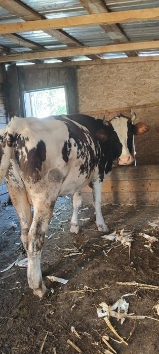 De vânzare 2 văcuțe tinere ,una este la primu vițel si cea dea 2 este la al doilea vițel, amândouă fiind gestante,