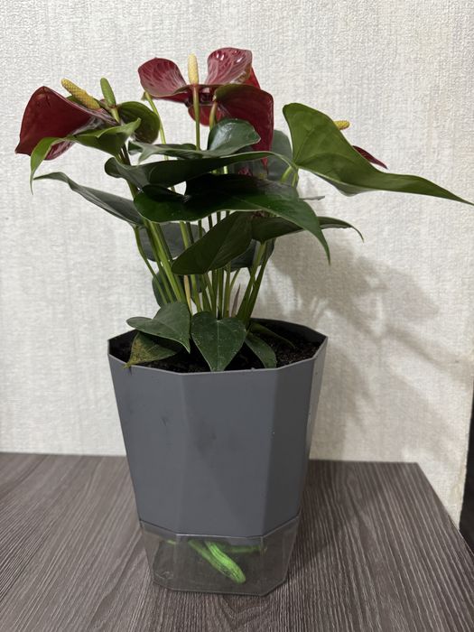 Антуриум 8000 тг