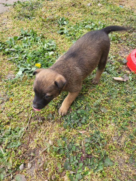 Тъсят се нови стопани