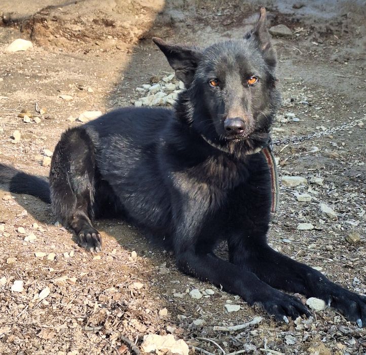 Toza qop qora zotli afcharka ! Srochna sotiladi !