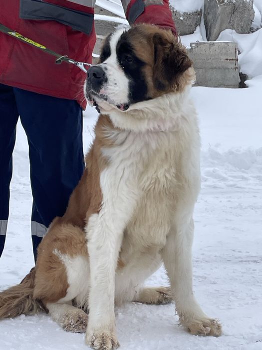 Щенки сенбернара