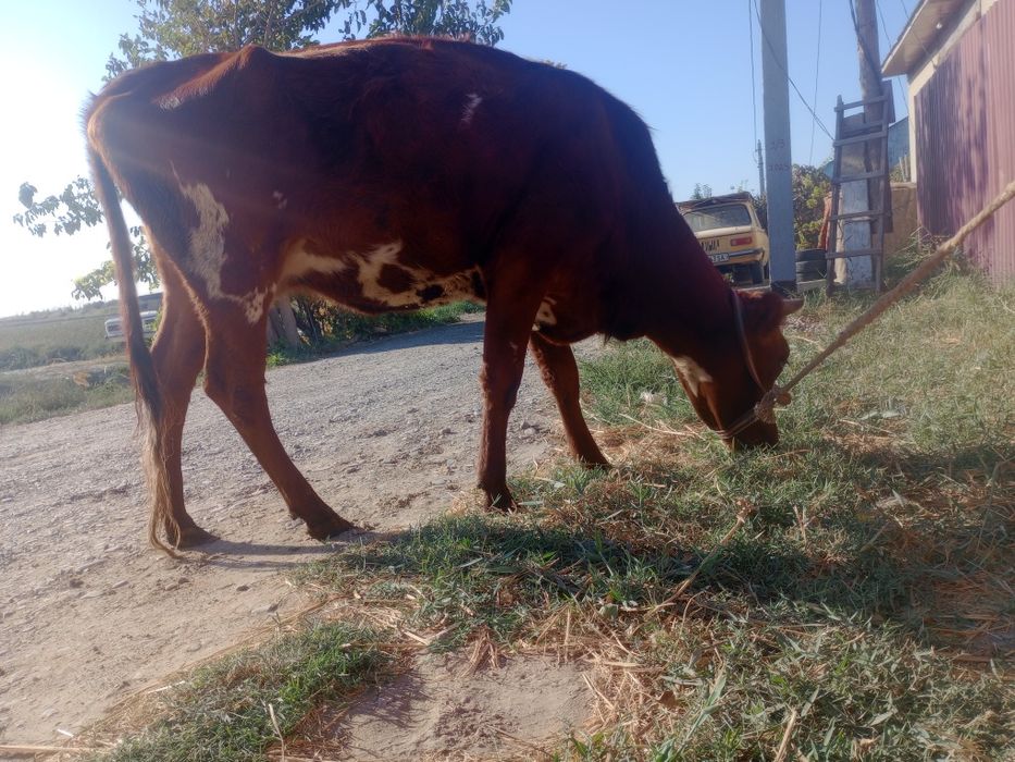 Sigir bug‘o‘z 6 oylik, 2-qirin.