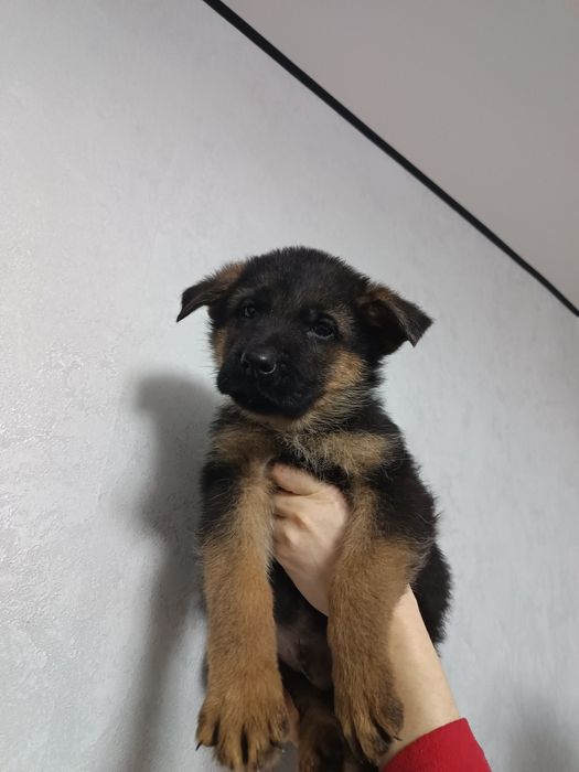 Щенки немецкой овчарки