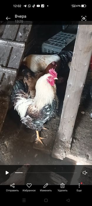 Продаю Брама-петушков,9мес.5000т.