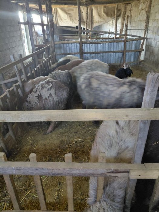 Козылы кой,буаз кой