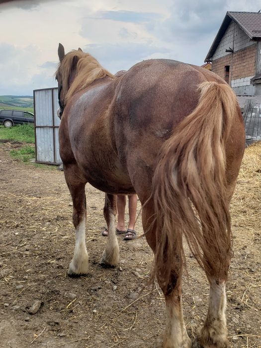 Animale cai de vanzare