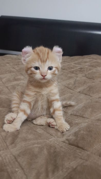 Породистые котята