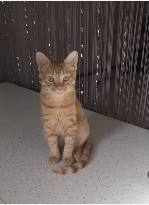 Отдам красивый котик