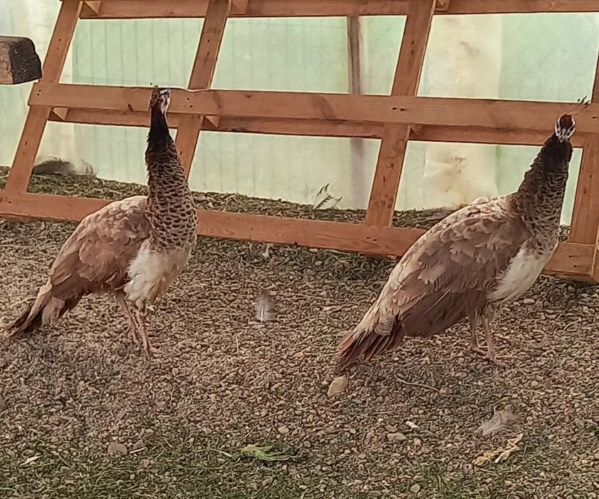 Femelă matură de paun Violet