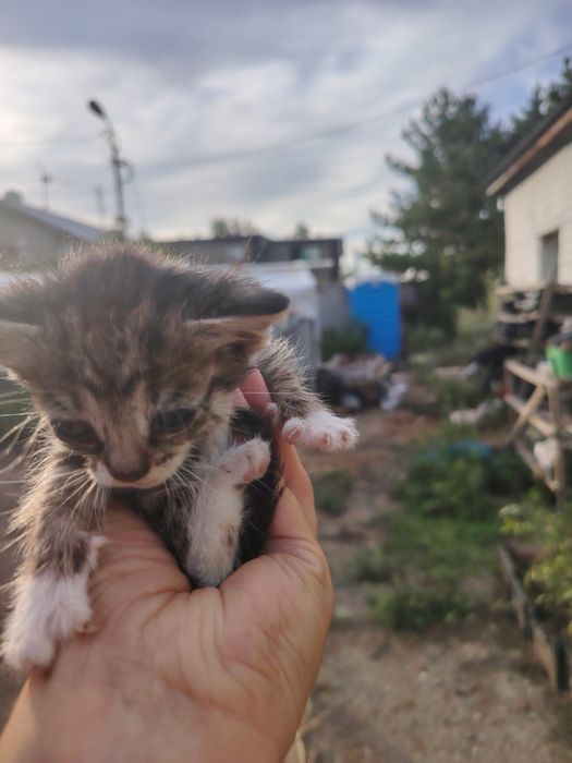 Отдам котят в добрые руки
