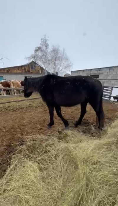 Кобылы покрытые 3года