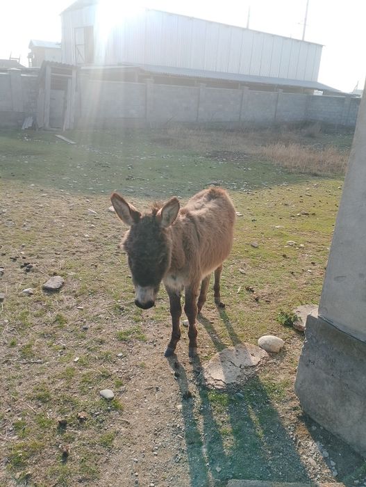 Ешек (айғыр) сатылады