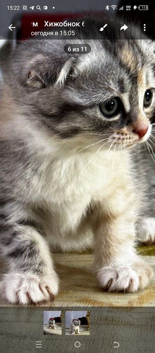 Вислоухий  Чиройли  Мушукчалар сотилади бор