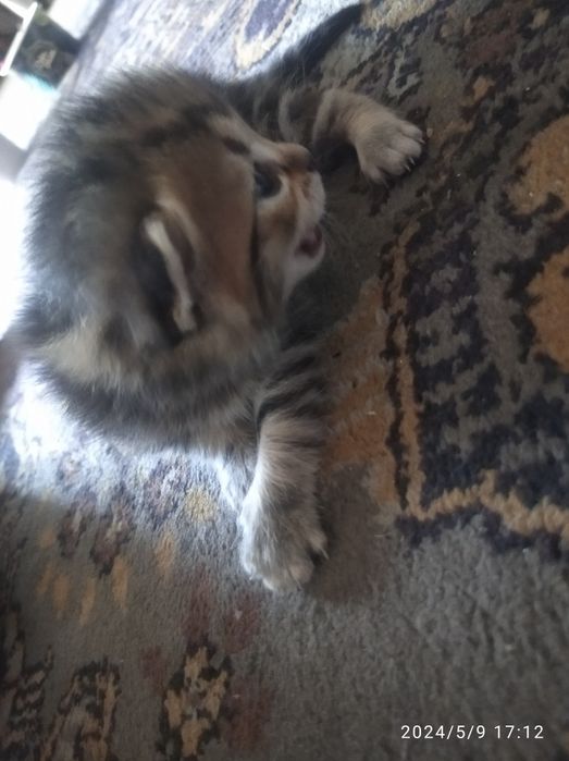 Зотли мушукчалар