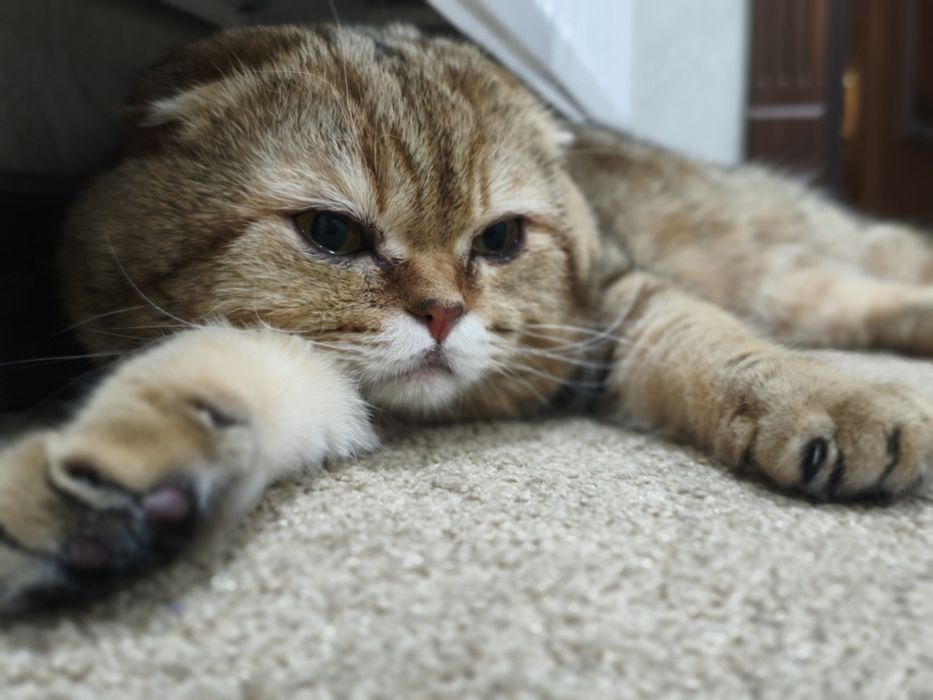 Vyazka nasil olishga