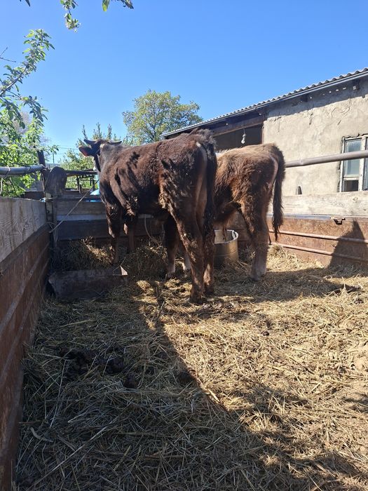 Продам быка бұқа сатылады бык корова