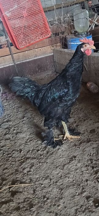 Andijon qora xo‘roz 120ming