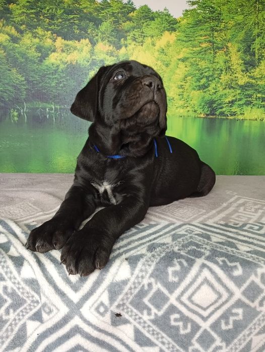 Кане Корсо cane Corso Italiano