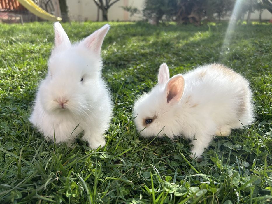 Iepurasi cap de leu pitic