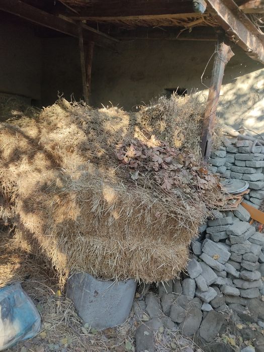 Gʻoʻlin 1kg 3500soʻm yemi,beda oʻtlari sotiladi ham