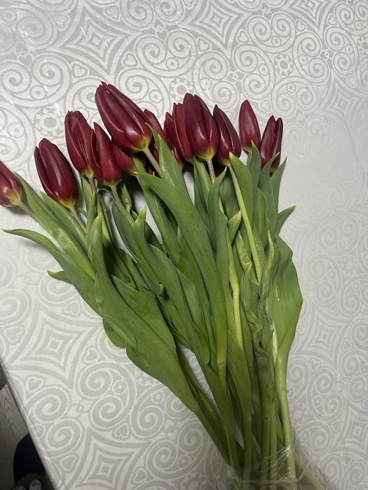 Тюльпаны свежие