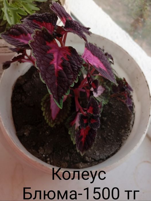 Продаю домашние, комнатные  цветочки.