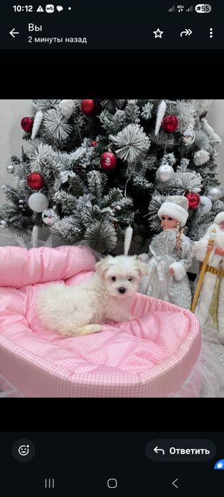 Белоснежный мальтезе