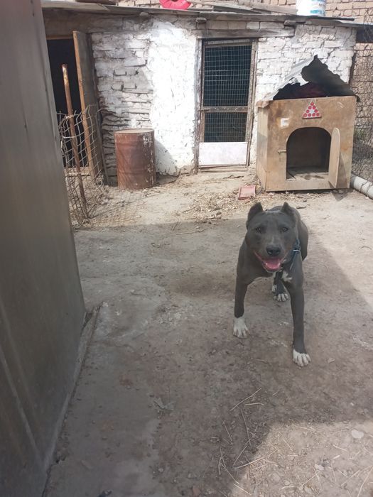 Продам собаку 8месечный