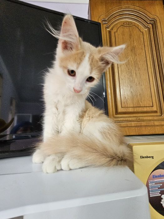 Котенок  мальчик)))