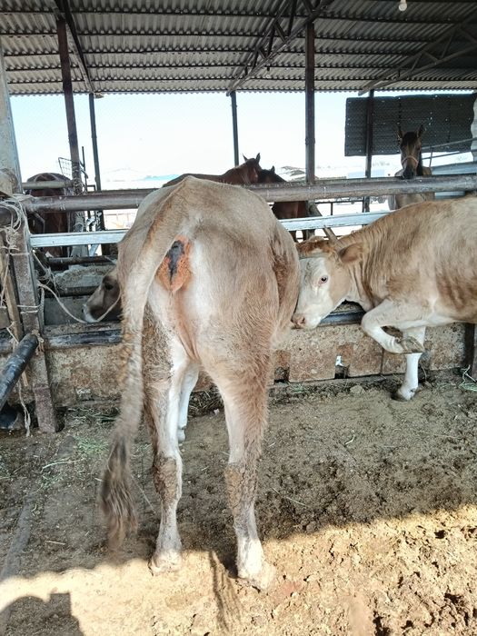 Кунажын дөнежін семіз