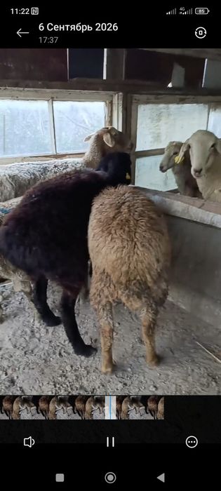 Кой сатылады семиз