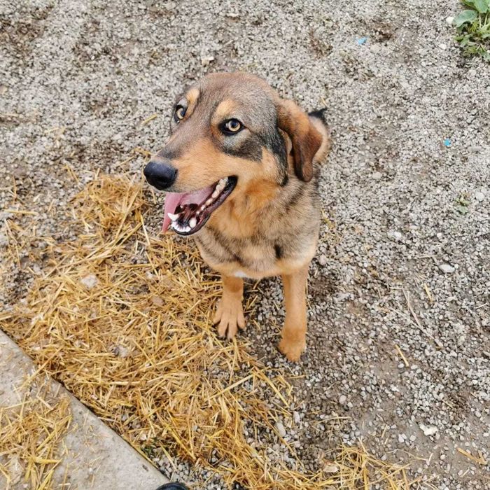 Daisy – cățelușă adorabilă de 4 ani își caută familie