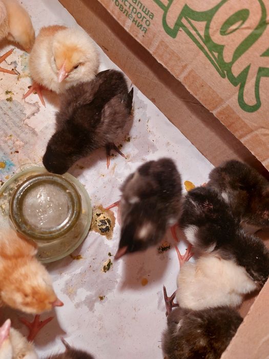 Продам домашних цыплят.