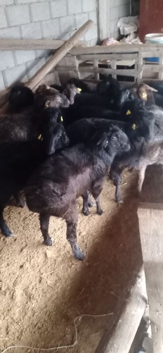 Токтылар сатылады