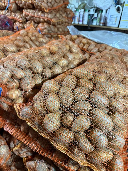 Cartofi de consum alb si rosu