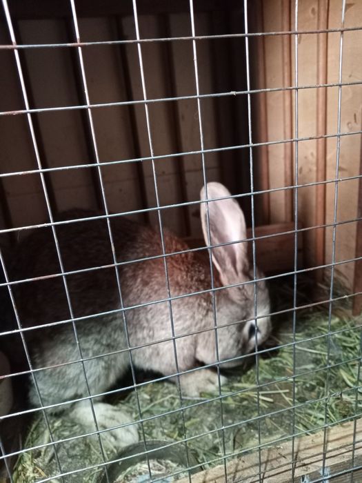 Кролик самец отдам за 7000