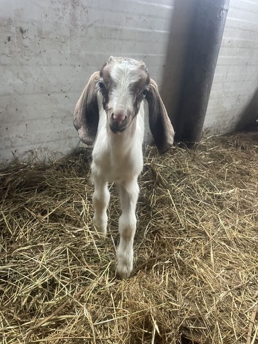 Tapisori anglo nubian