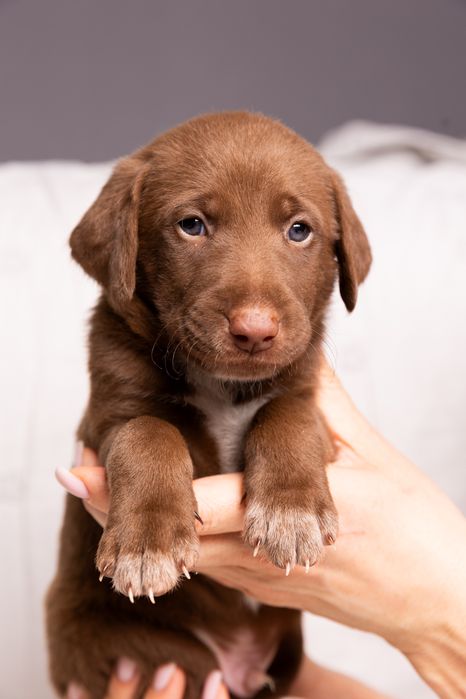 Отдадим щенков в добрые и любящие руки!