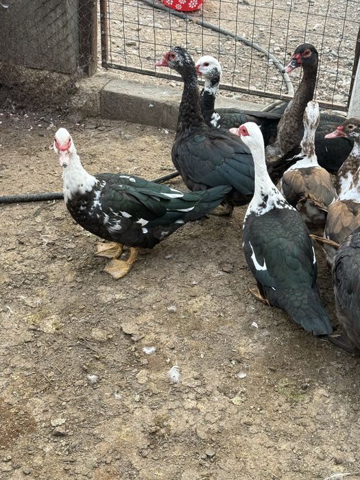 Индоутки молодые здоровые