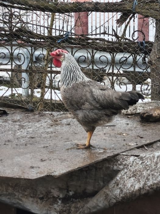 Pui de găină diferite rase amestecate