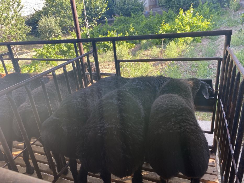 Қирғиз ҲИСОРИ қўйлар сотилади