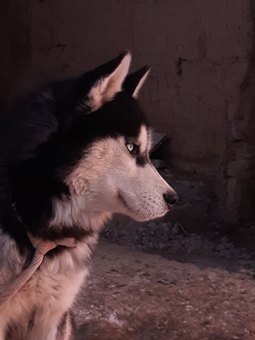 Продам собаку (хаски)