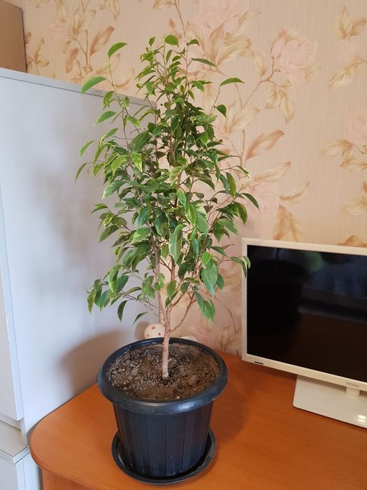 Продам фикус бенджамин