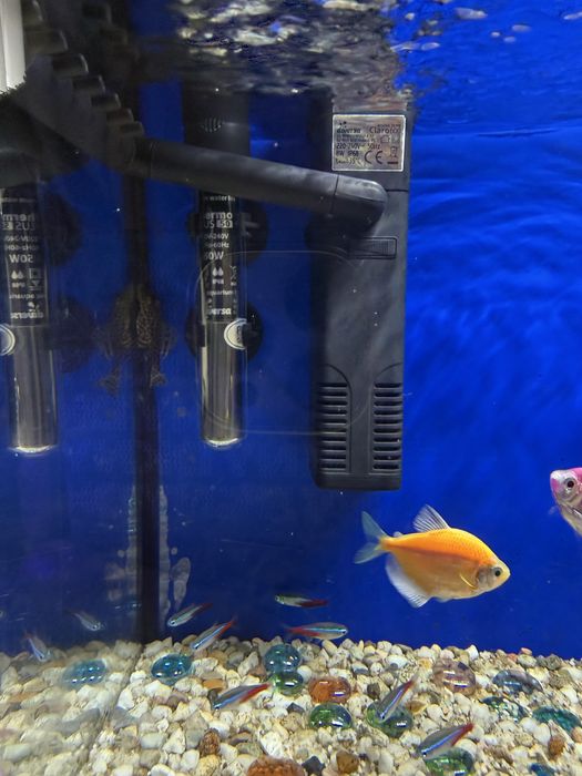 Vand acvarii urgent !!!