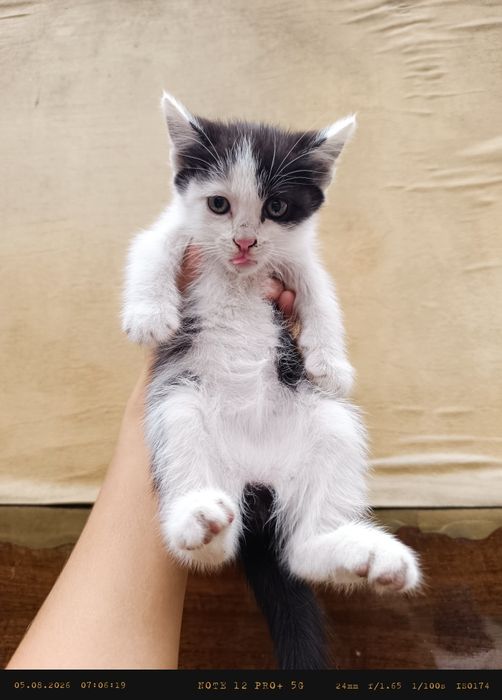 Отдам котенка в добрые руки