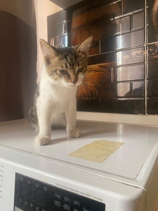 Котята мальчики в добрые ручки