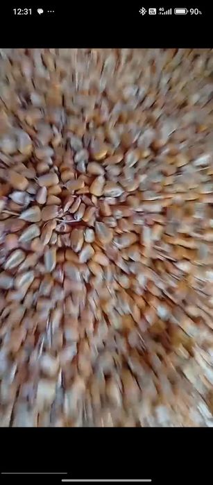 Маккажохори Макка кукуруз оптом склад  makkajohori don savdo