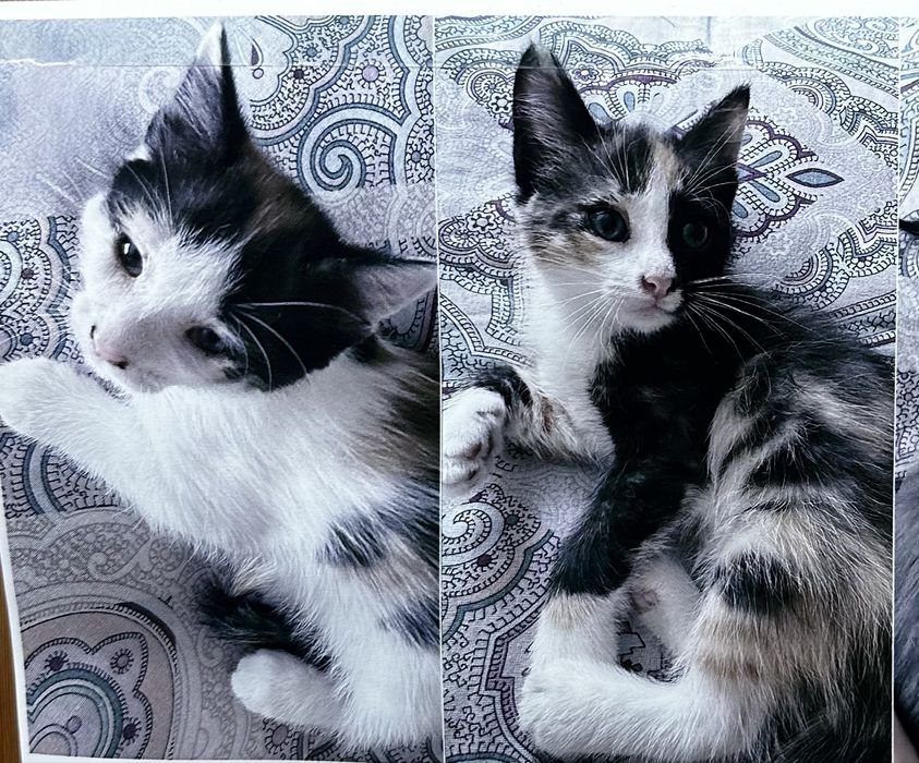 Отлам в добрые руки котят